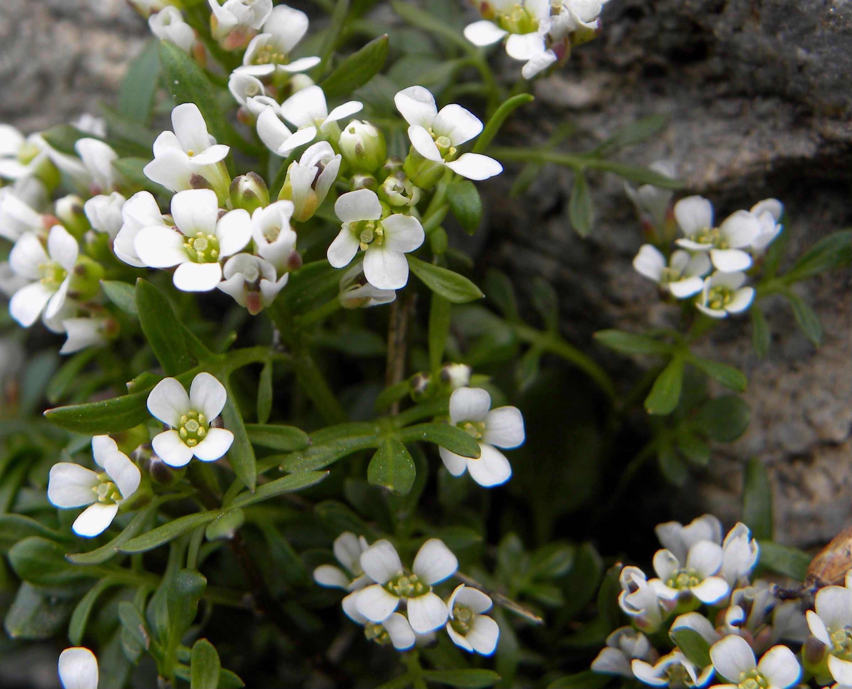 piantina piccolissima : Cardamine resedifolia